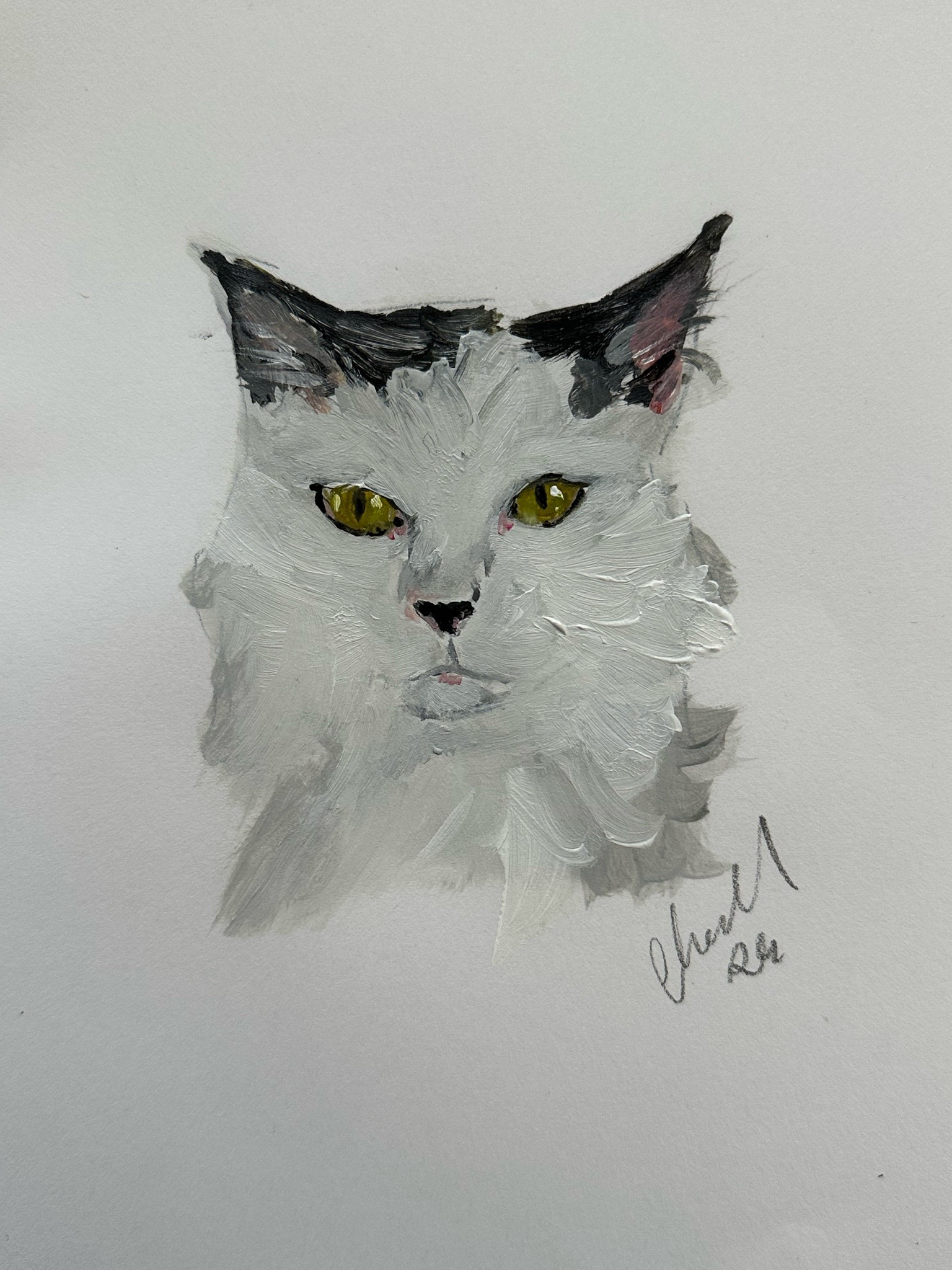 Pet Portraits