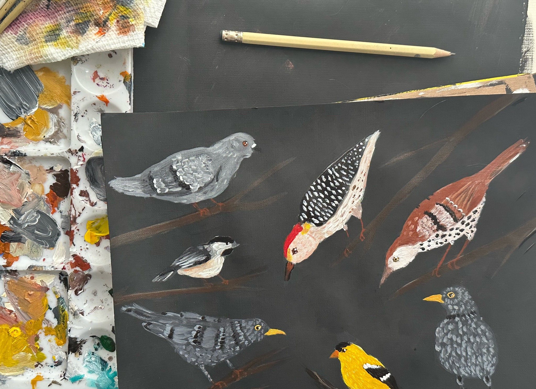 Bird Studies